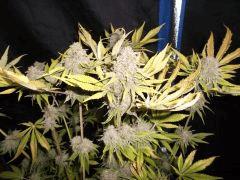 Flo 75 (1) super skunk