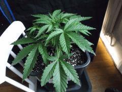 Cro 24 (2)