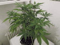 F+30 (5)