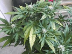 Flo 35 (6)