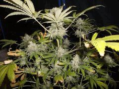 Flo 75 (11) super skunk