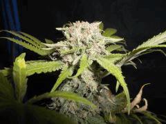 Flo 75 (7) super skunk