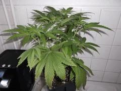 Flo 12 (20)