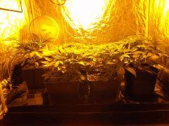 Flo 4 (6)