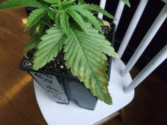 Cro 26 ogkush (4)
