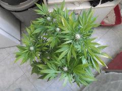 Flo 35 (14)