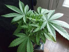 Og kush F 1 (12)