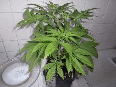 Flo 12 (14)