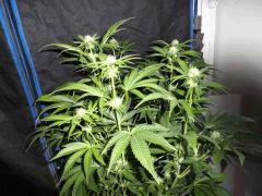Flo 30 (9)