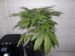 Flo 12 (4)