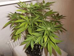 F+30 (6)