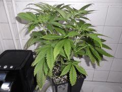Flo 12 (2)