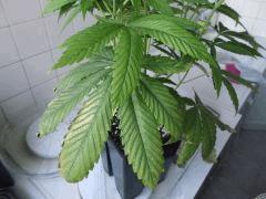 Flo 12 (10)