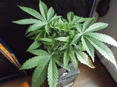 Og kush F 1 (7)
