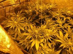 F +34 (2)