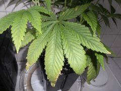 Flo 12 (5)