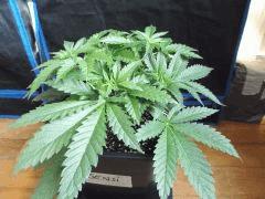 Cro 26 sensi (1)