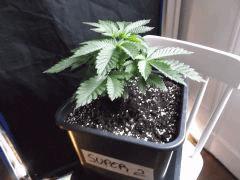 Cro 24 (11)