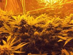 F43 Apn (5)