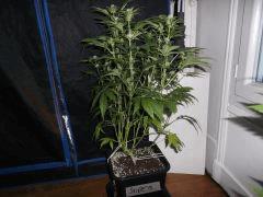 Flo 30 (5)