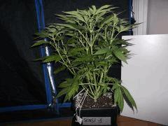 sensi1 flo+23