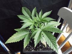 Cro 24 (18)