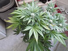 Flo 35 (12)
