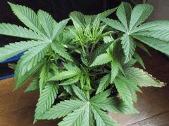 Og kush F 1 (5)