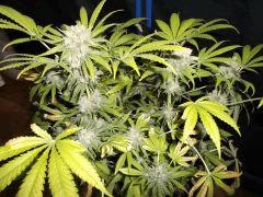 Flo 75 (8) super skunk