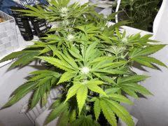 F+30 (2)