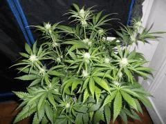 Flo 30 (7)