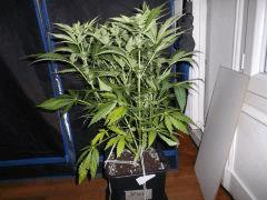 Flo 30 (3)
