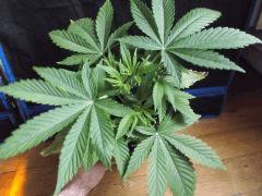 Og kush F 1 (6)