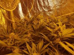 Flo 43 (6)