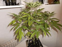 F+30 (9)