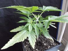 Cro 26 ogkush (2)