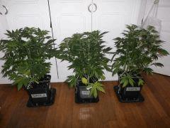 super2, sensi ,super  flo+23