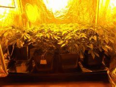 Flo 7 (1)