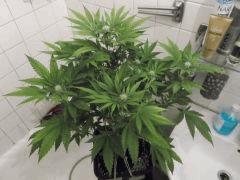 F+30 (10)