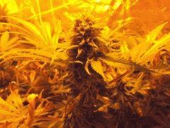 Flo +66 (5)