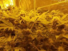 Flo 43 (10)