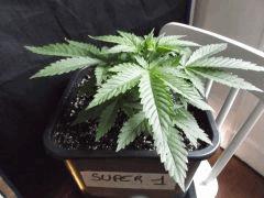 Cro 24 (10)