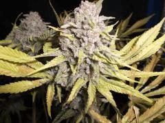 Flo 75 (3) super skunk