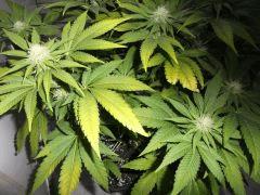 Flo 35 (5)