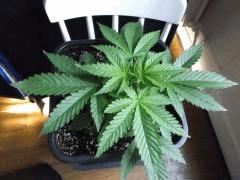Cro 24 (8)
