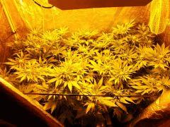 F+ 34 (9)