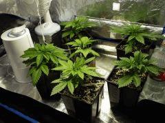 Cro+20 (8)
