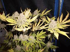Flo 75 (10) super skunk