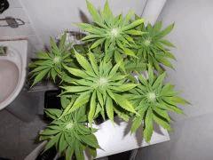 F+30 (8)
