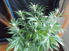 Flo 30 (6)